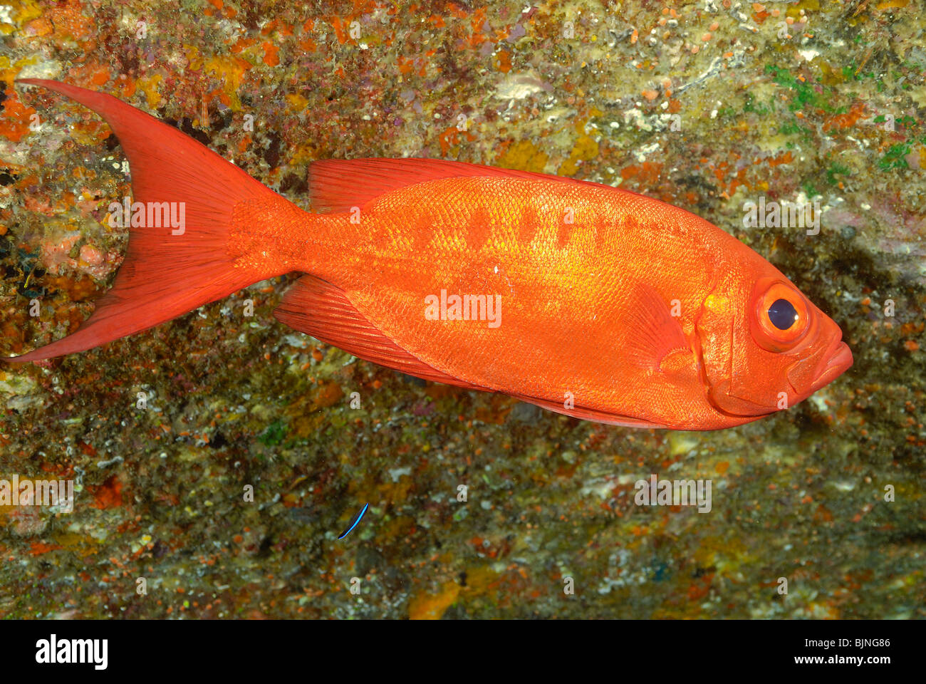 Bloch's bigeye fish in the Similan Islands Stock Photo