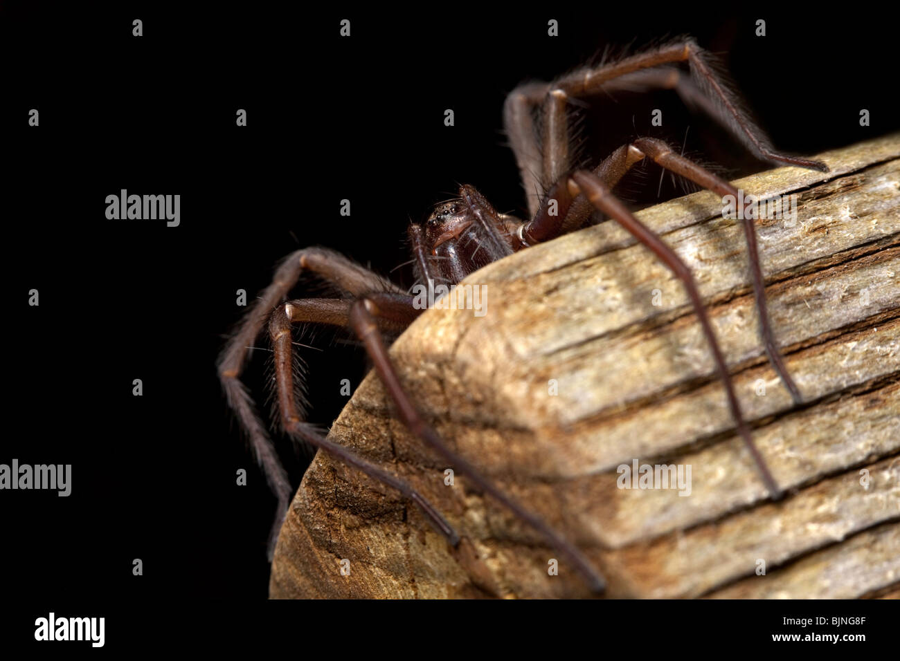 House spider (Tegenaria domestica) on corner of table Stock Photo