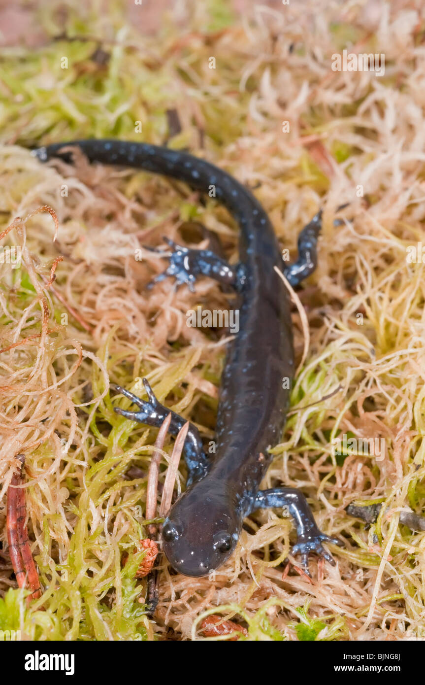The Blue-spotted salamander, Ambystoma laterale, native to the Great Lakes states and northeastern USA and central Canada Stock Photo