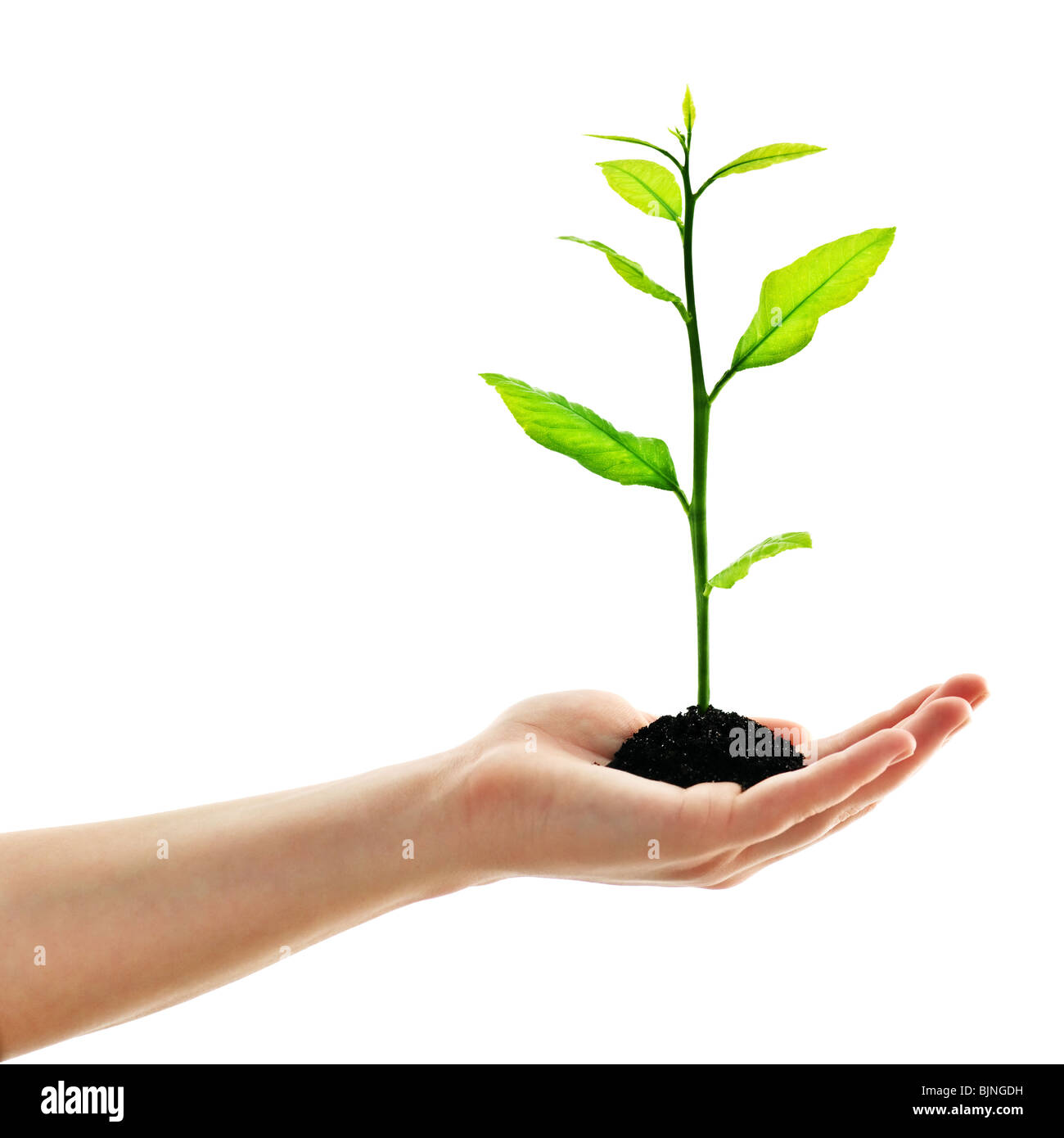 plant in man hand isolated on white Stock Photo