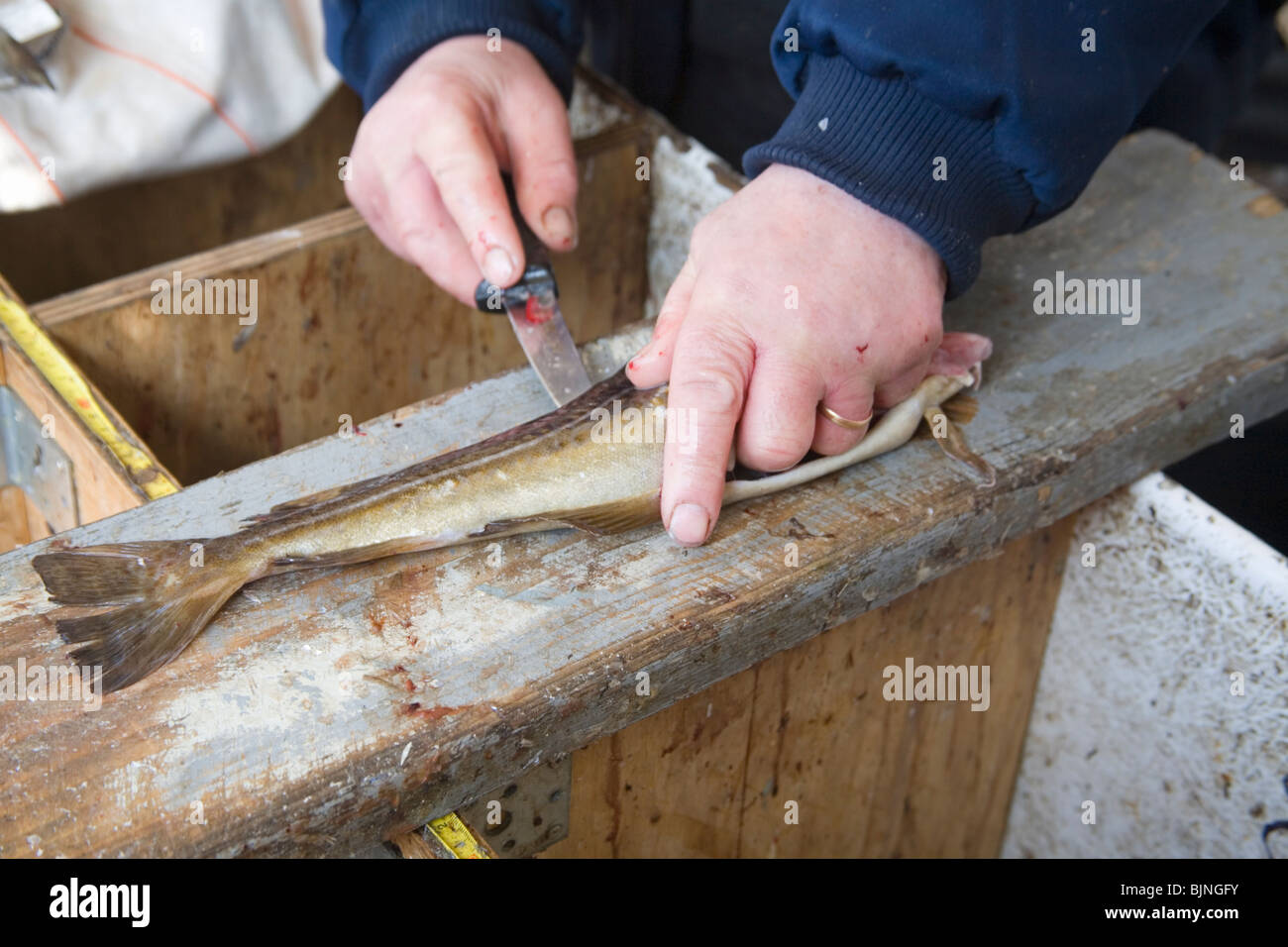 Gutting Cod Gadus morhua Fishing with cage Stock Photo