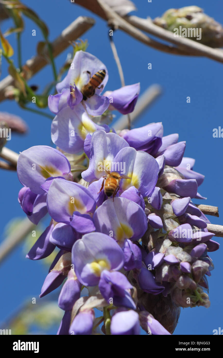 honey bee in a wisteria sinensis flower Stock Photo Alamy