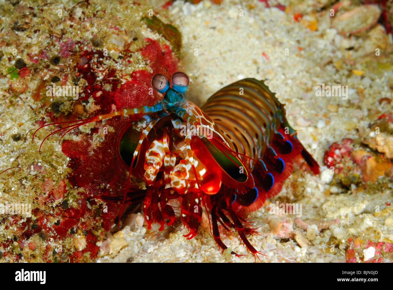 Mantis shrimp in the Similan Islands, Andaman Sea Stock Photo