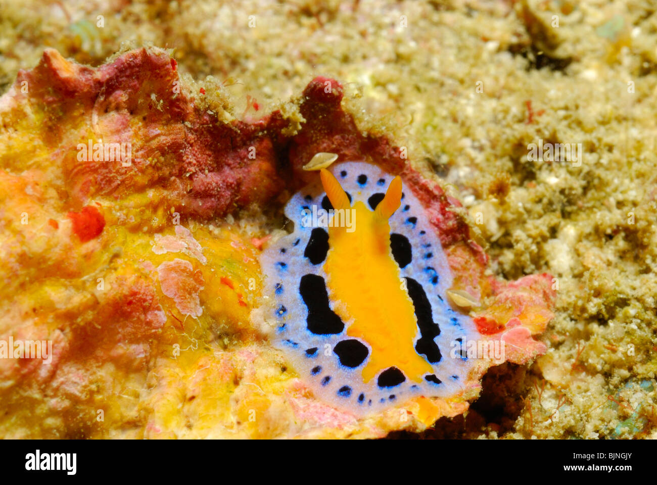 Polyclad flatworm in the Similan Islands, Andaman Sea Stock Photo