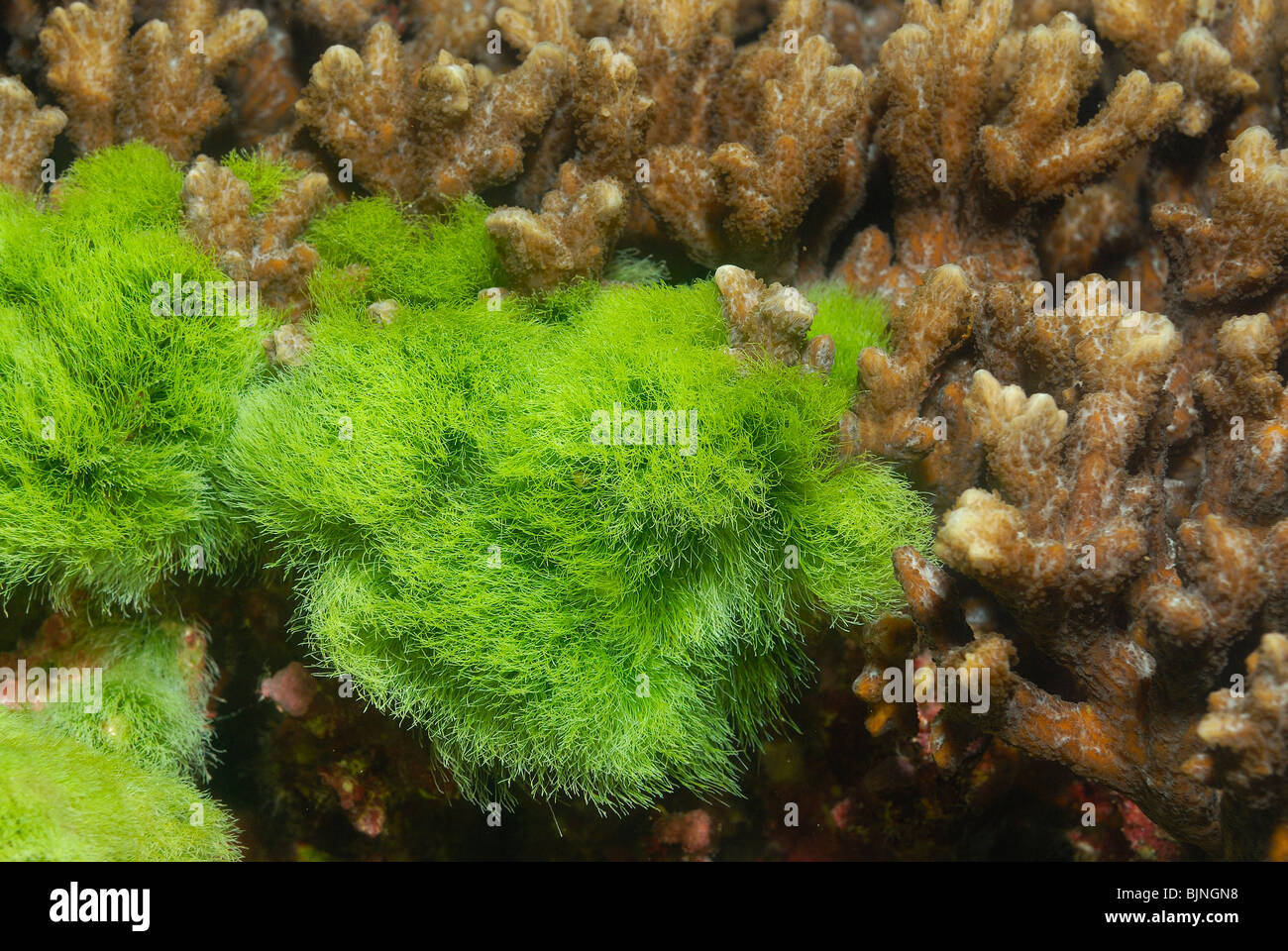 Green algae, turtle weed in the Similan Islands, Andaman Sea Stock Photo