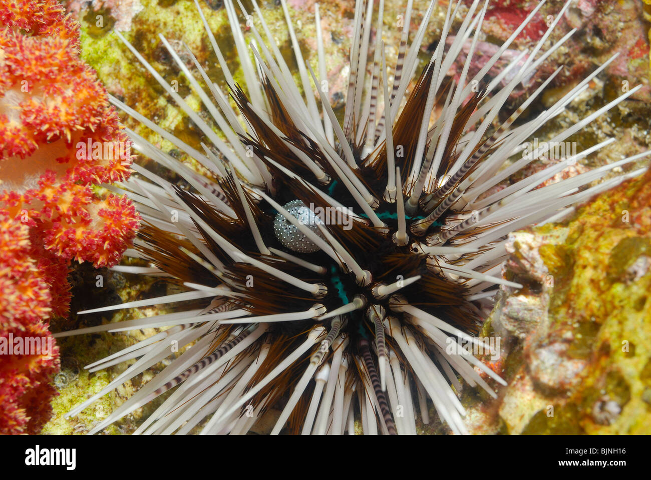 Sea urchin in the Similan Islands, Andaman Sea Stock Photo