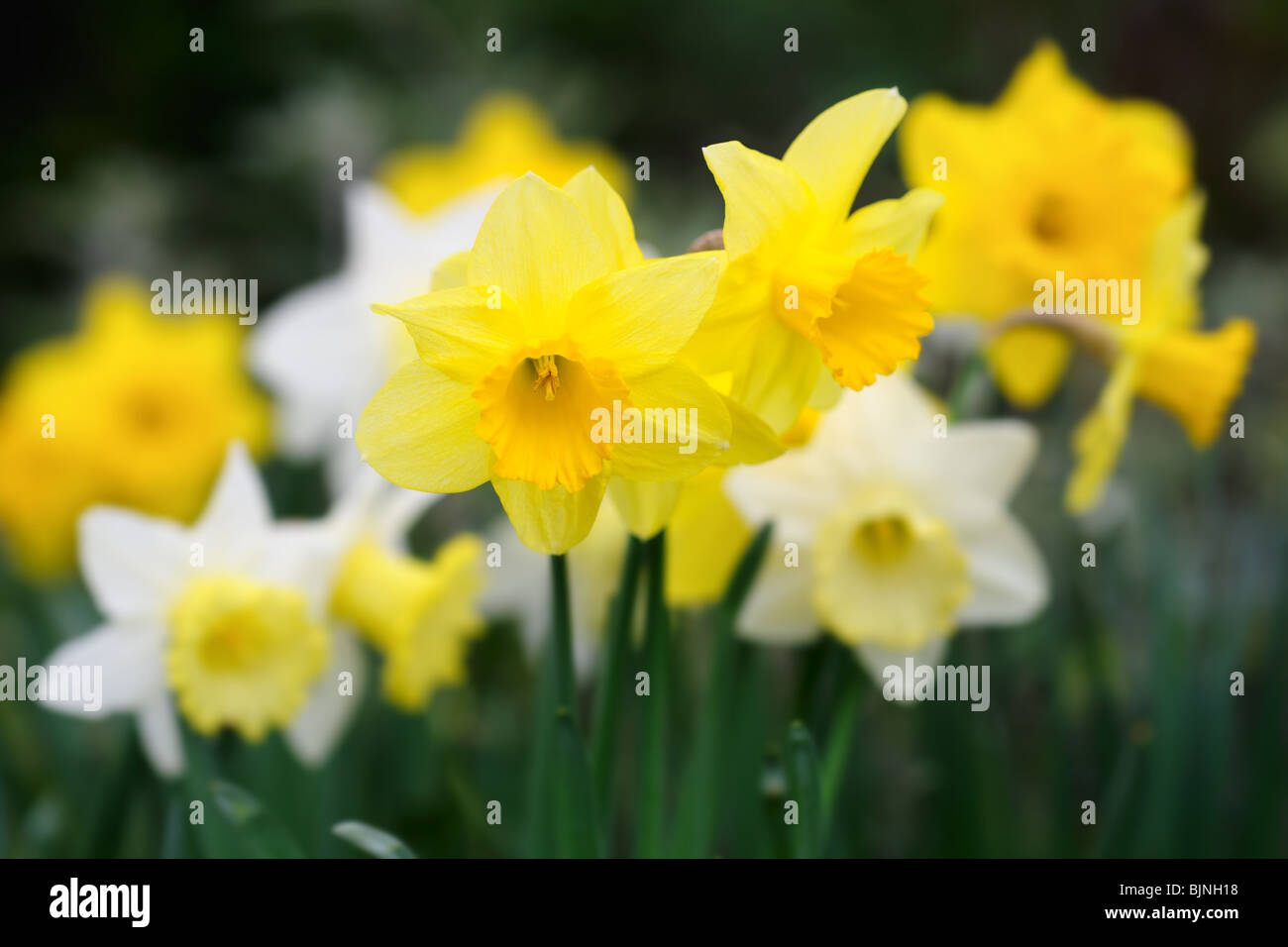 A variety of yellow and white trumpet daffodils, with selective focus on the front flower Stock Photo