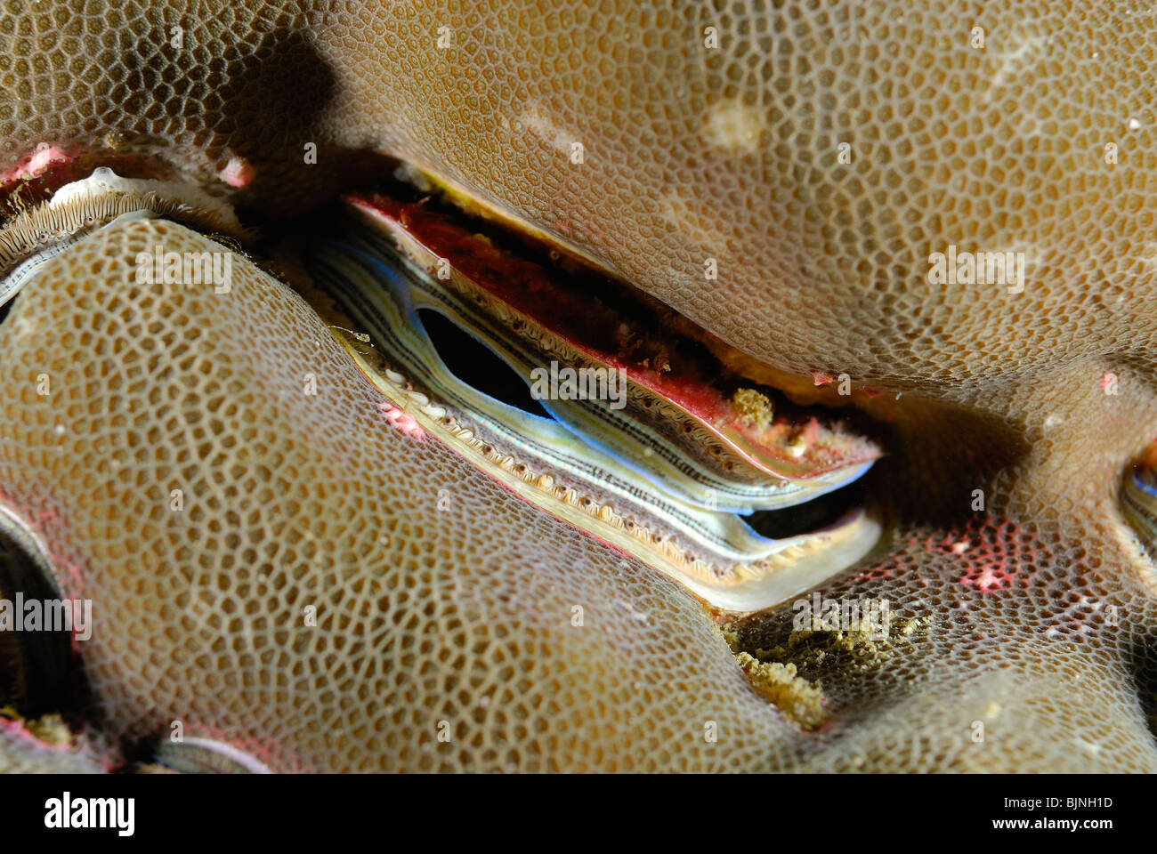 Coral clam in the Similan Islands, Andaman Sea Stock Photo