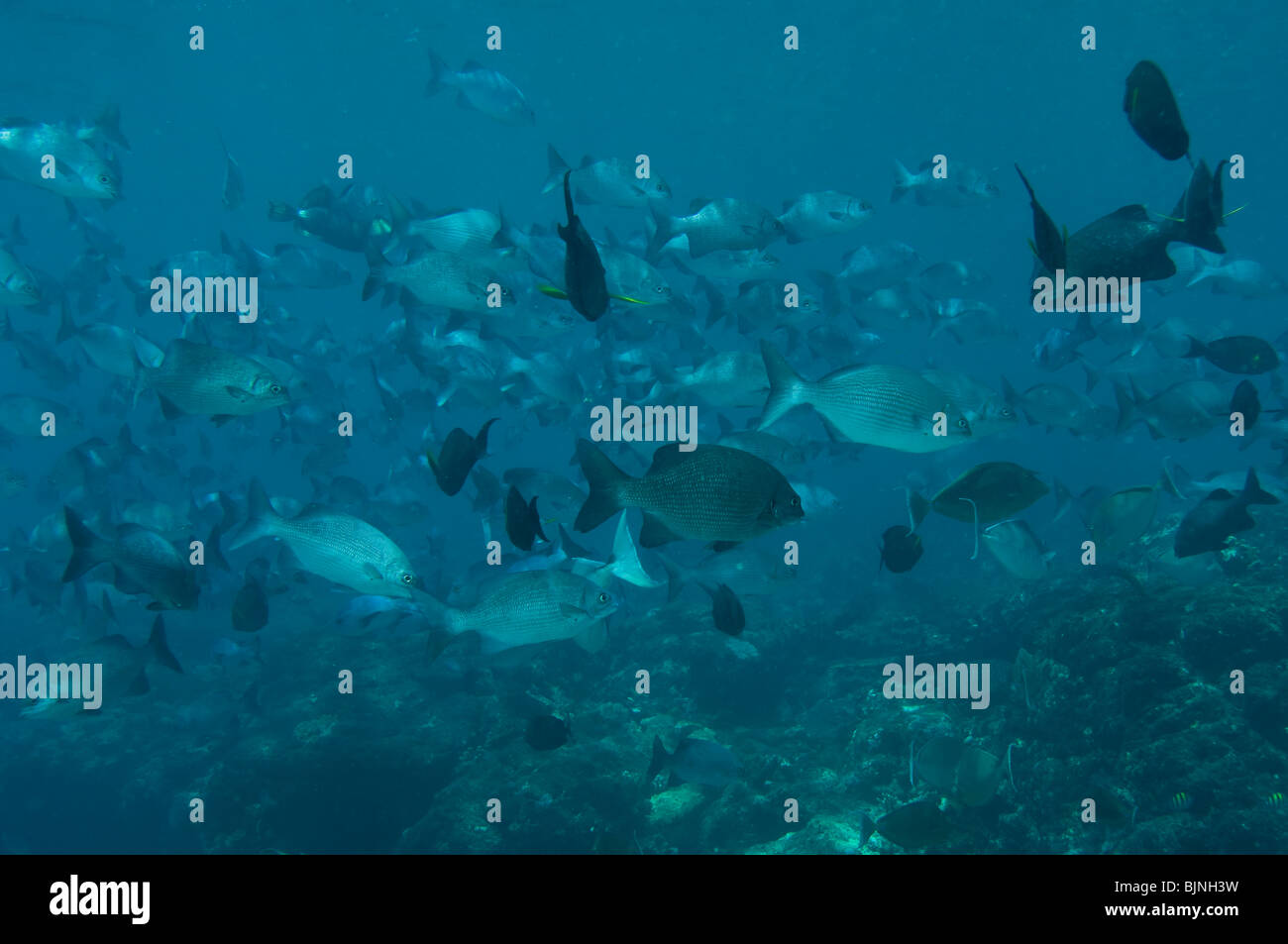 Schooling Tropical fish, Komodo Island, Komodo National Park, East Nusa Tenggara, Indonesia Stock Photo