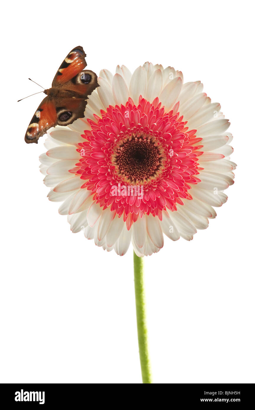 orange butterfly on on pink gerbera Stock Photo