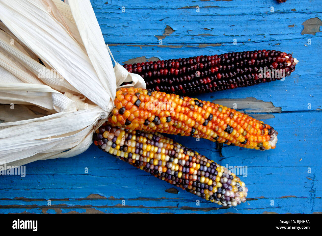 indian corn indian corn