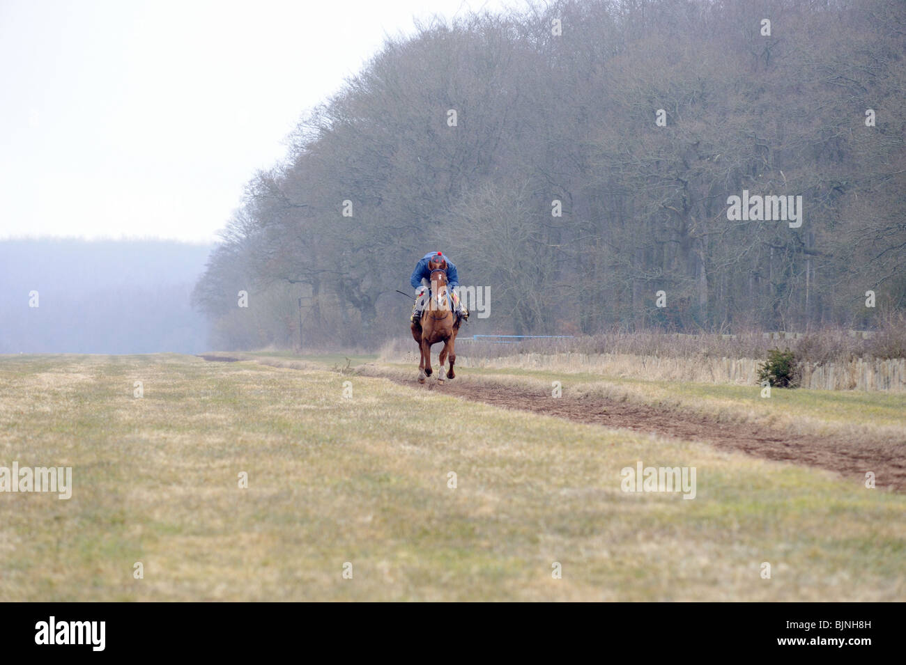 In full gallop racehorse training Stock Photo
