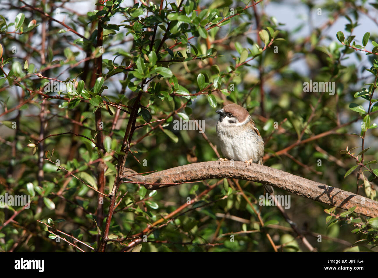 Eurasian Tree Sparrow Passer montanus perched on an old metal implement Stock Photo