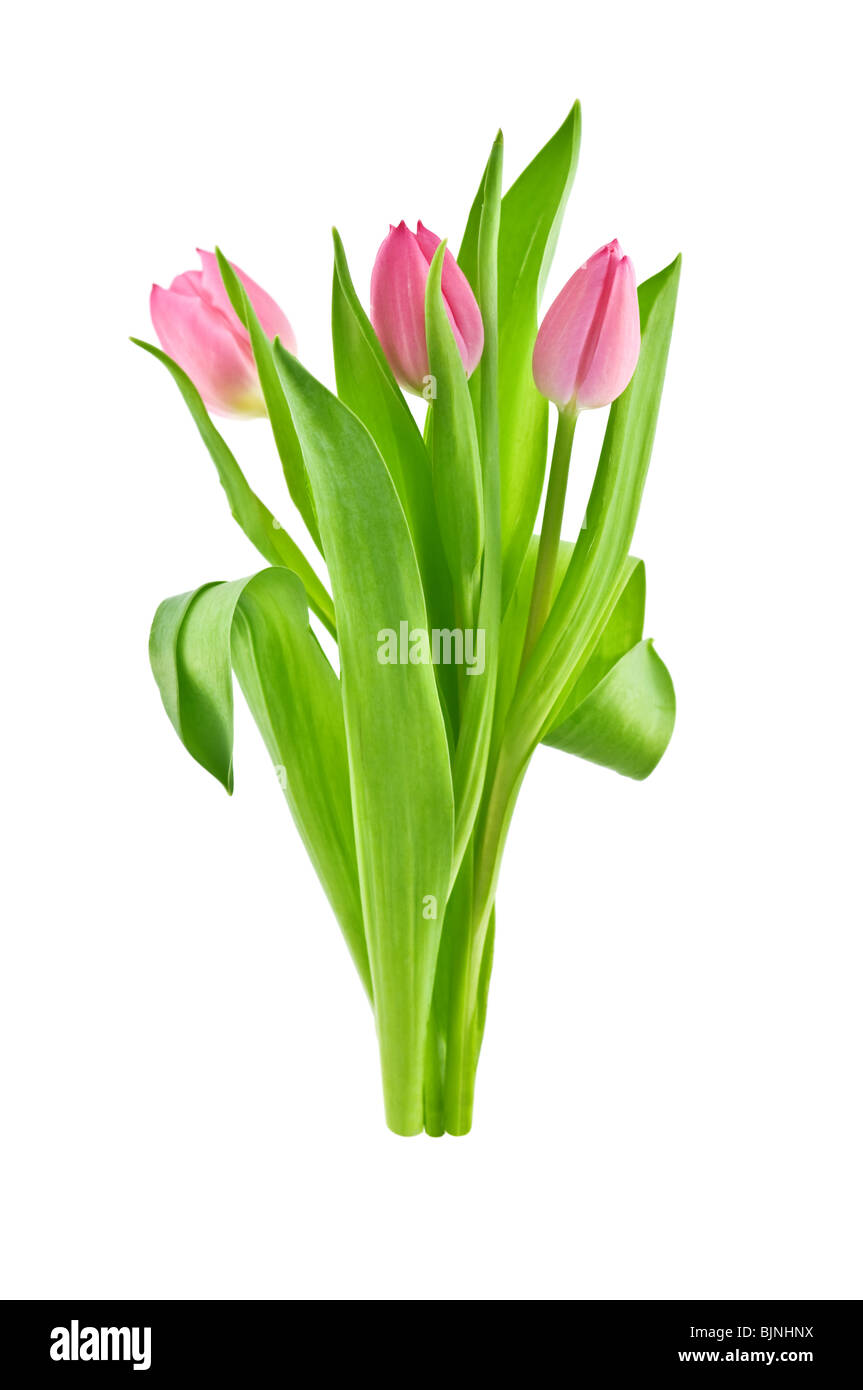 tulip isolated on white background Stock Photo - Alamy