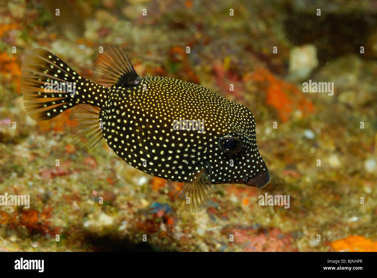 Spotted boxfish in the Similan Islands, Andaman Sea Stock Photo