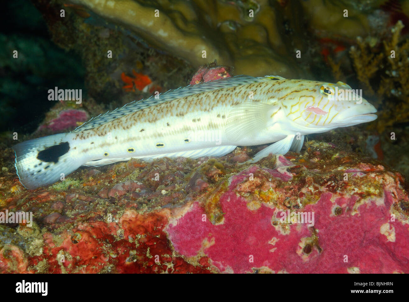 Speckled sandperch fish in the Similan Islands, Andaman Sea Stock Photo