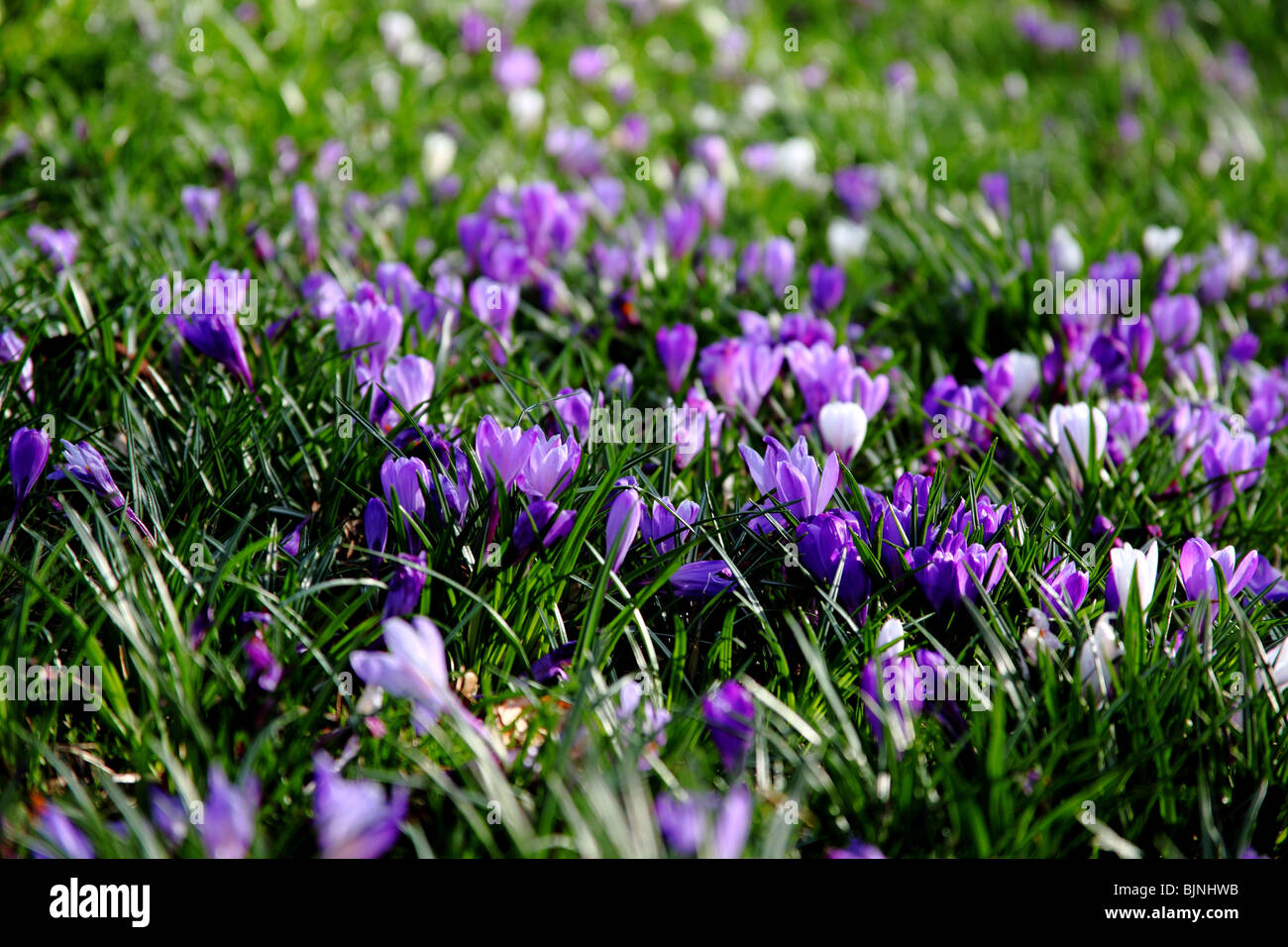 Crocus flowers flower hi-res stock photography and images - Alamy