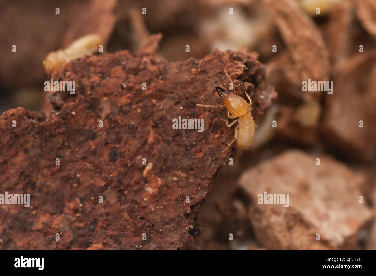 Termites Stock Photo