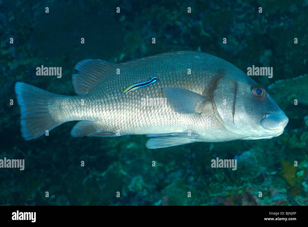 Brown sweet lips fish in the Similan Islands, Andaman Sea Stock Photo