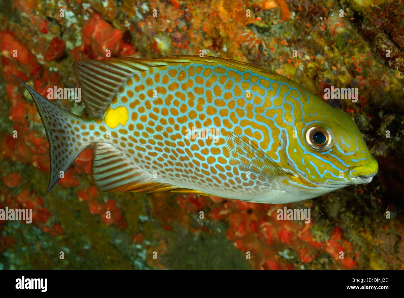 Spotted rabbitfish in the Similan Islands Stock Photo