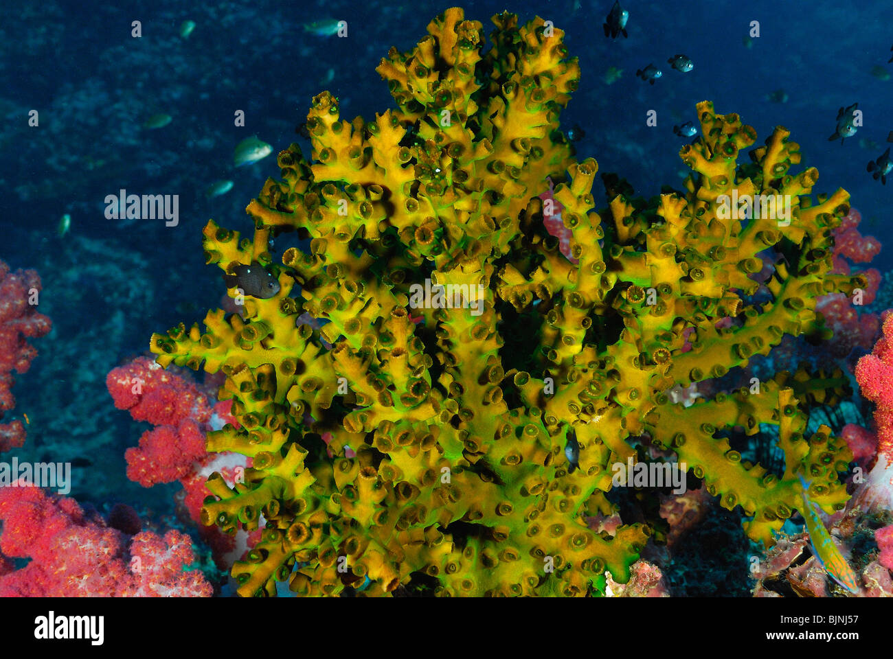 Tubastraea micrantha coral in the Similan Islands, Andaman Sea Stock
