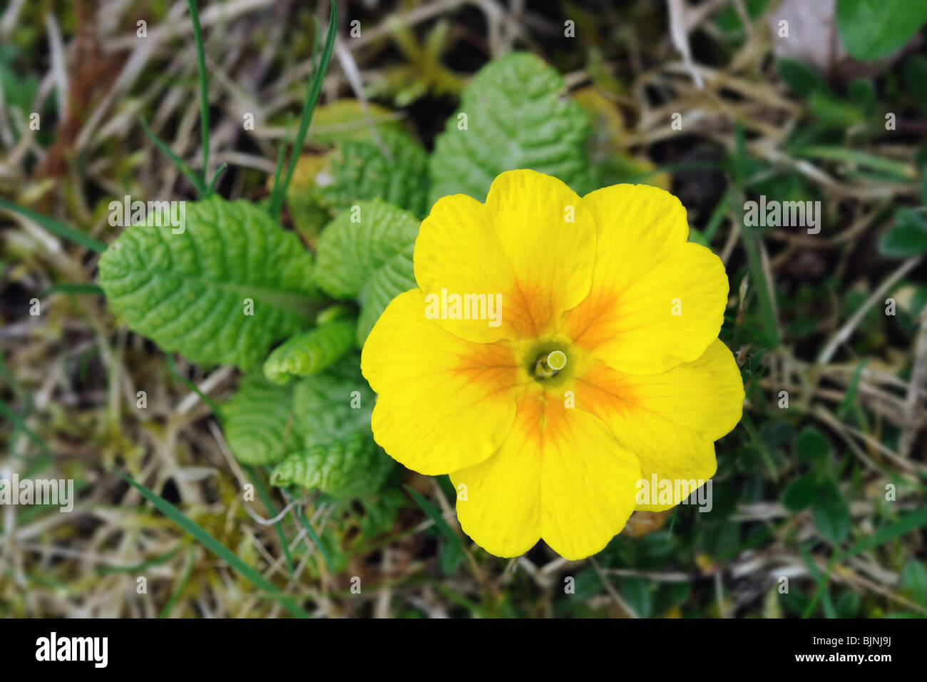 Yellow and orange primrose (primula). The flower is pin-eyed. Stock Photo