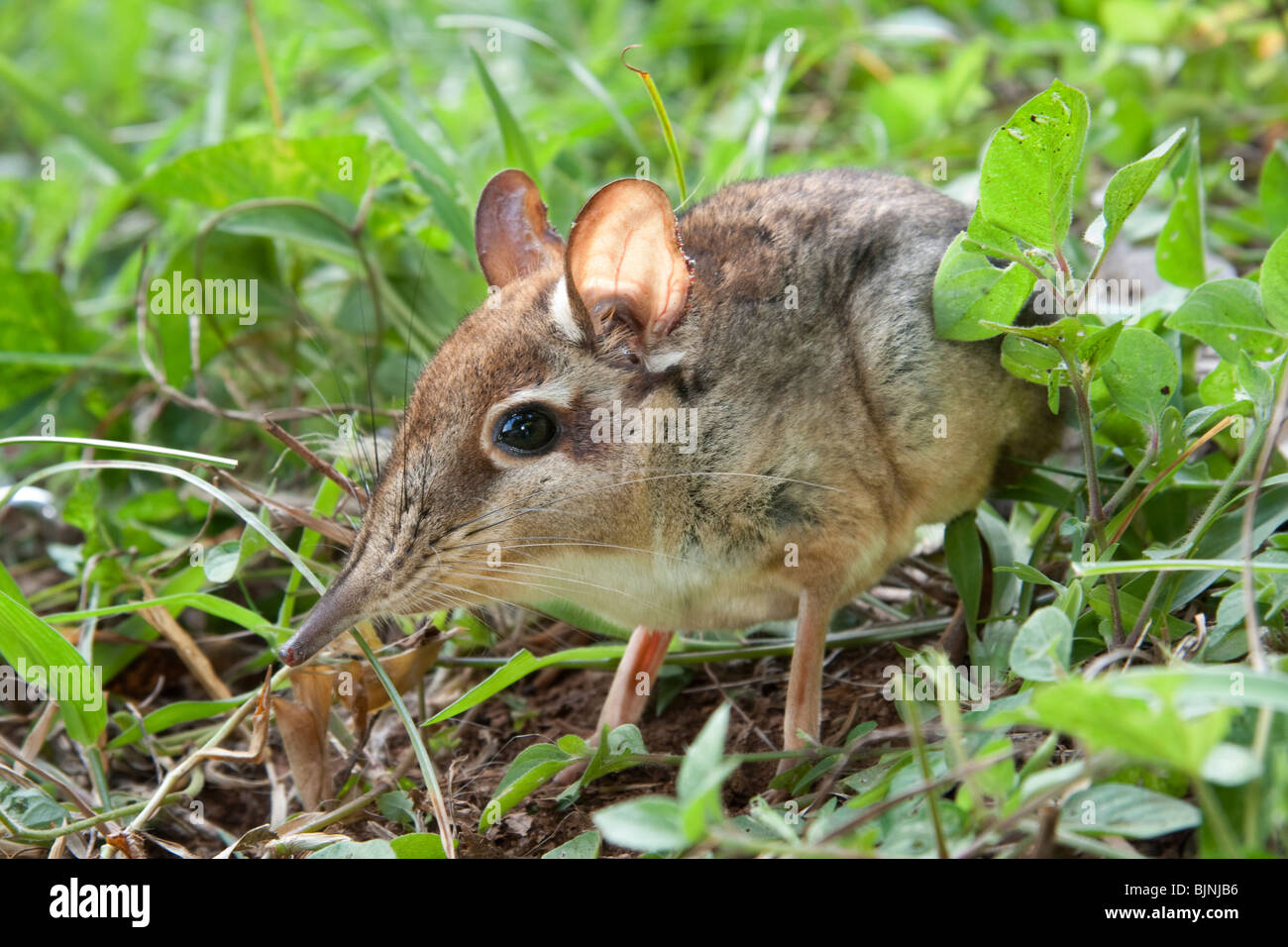 Fourtoed Elephant Shrew or Fourtoed Sengi (Petrodromus tetradactylus