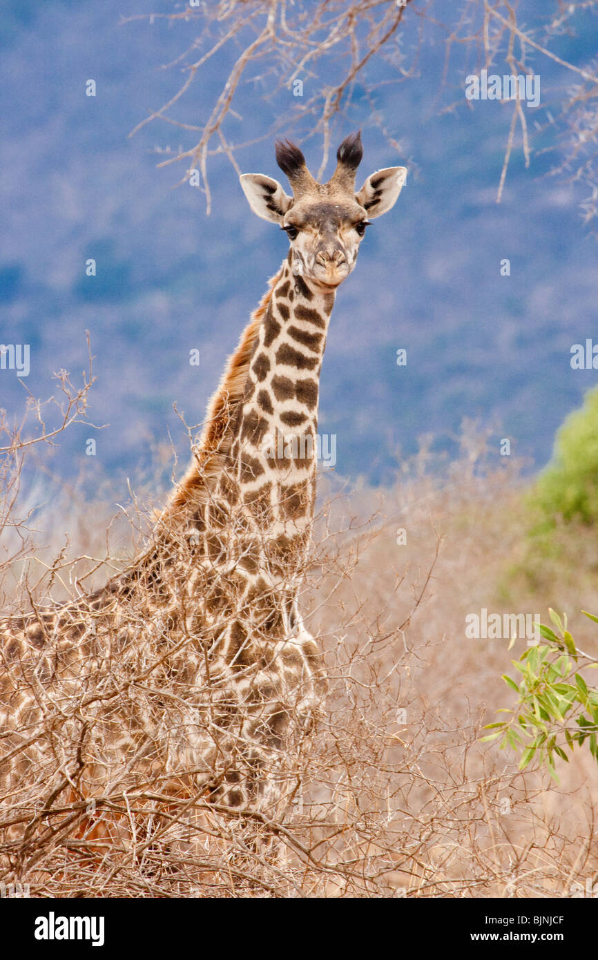 A young giraffe (Giraffa camelopardalis), Tsavo East national Park, Kenya. Stock Photo