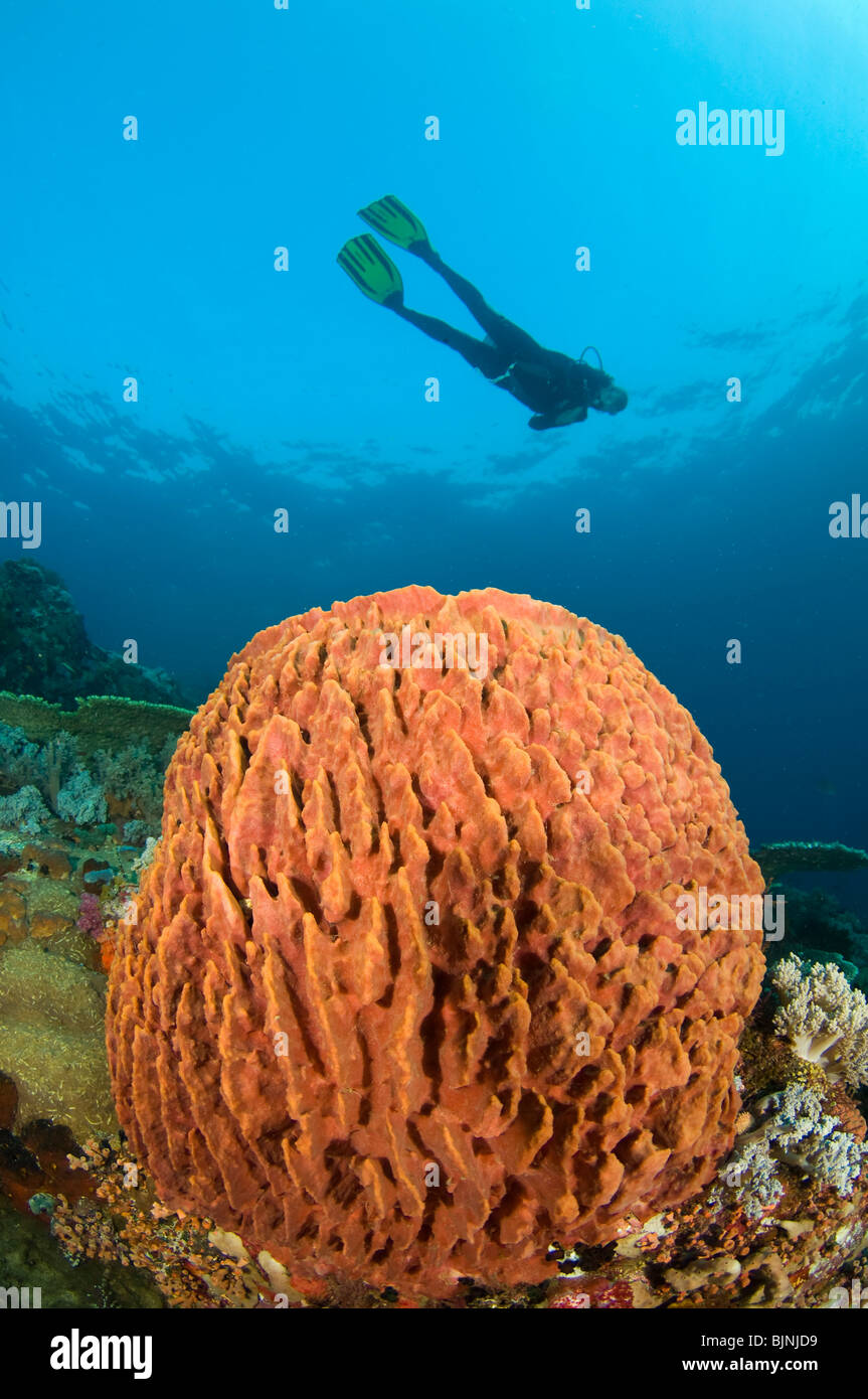 Scuba Diver over barrel sponge on tropical coral reef, Komodo National Park, Indonesia Stock Photo