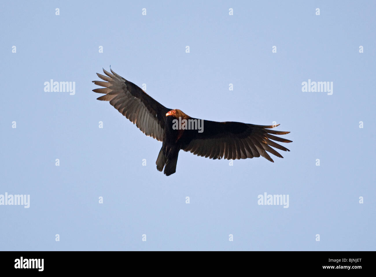 Turkey Vulture flying Stock Photo Alamy