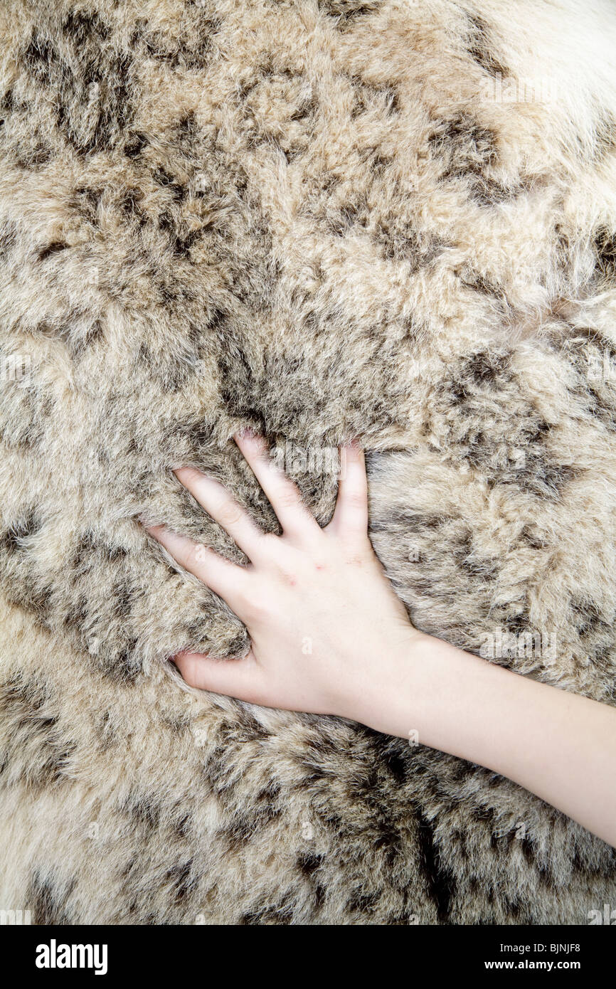 Child's hand on snow leopard pelt Stock Photo