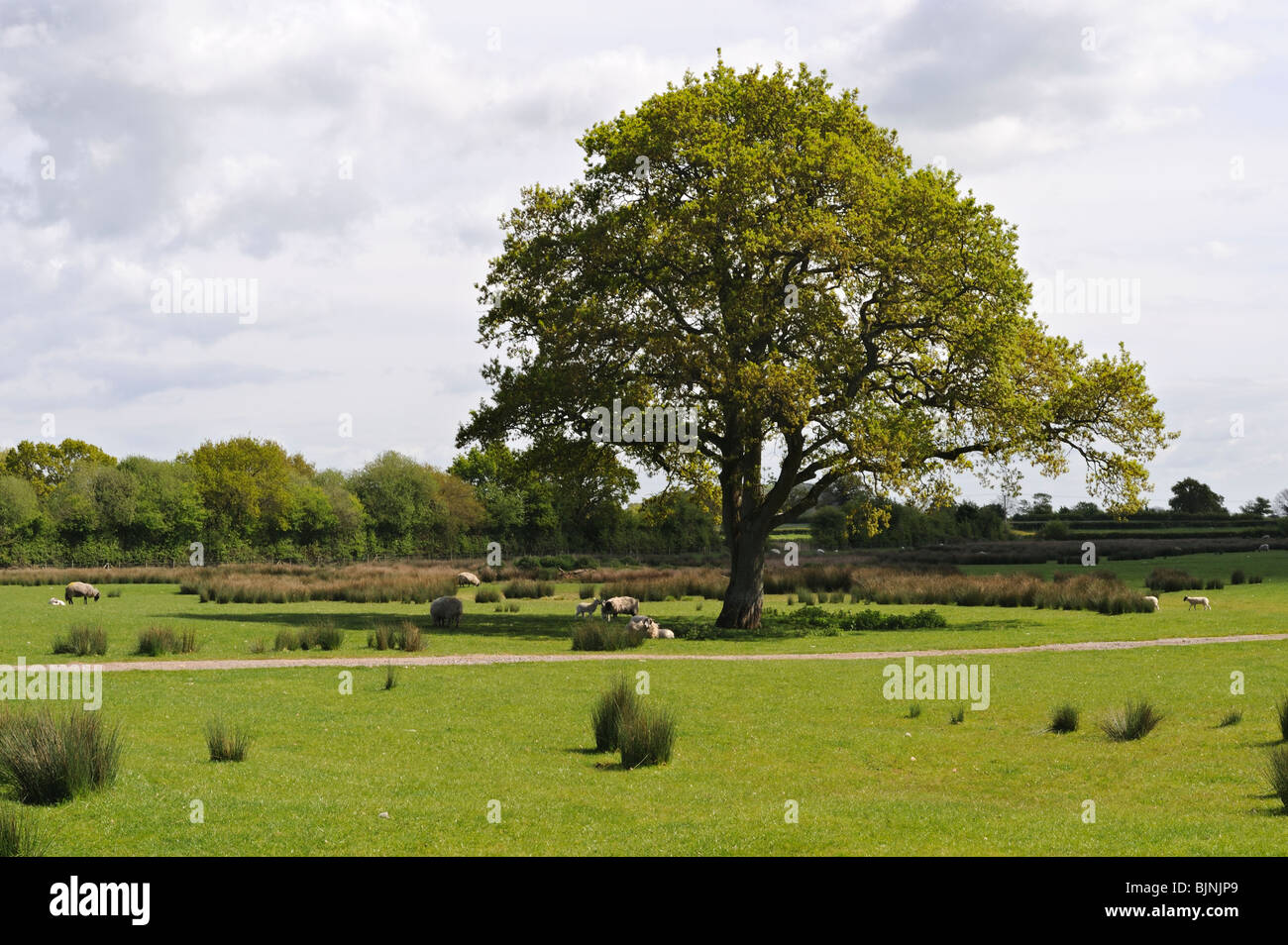 Landscape by Axbridge Reservoir, Somerset, UK Stock Photo Alamy