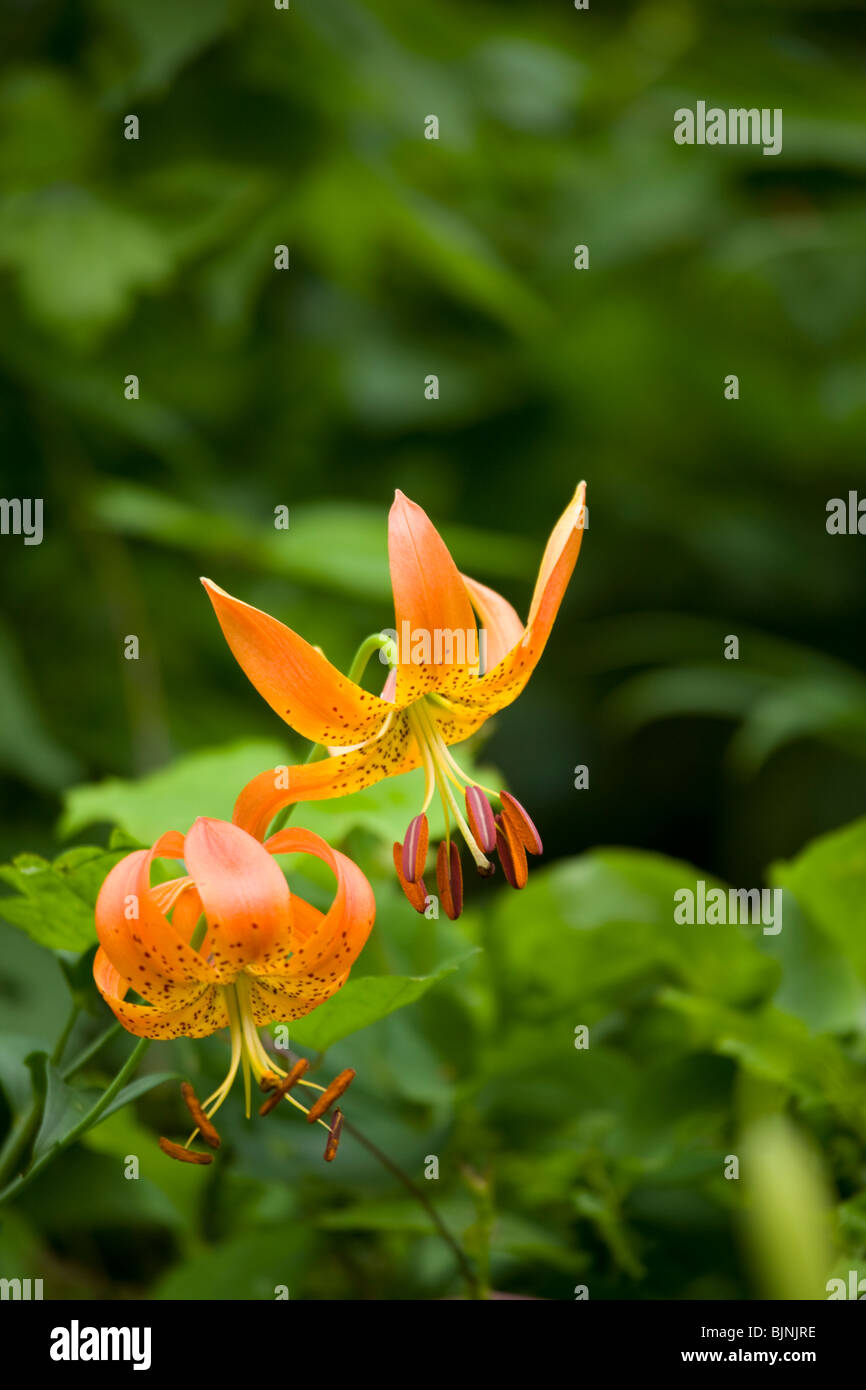 TurksCap Lily, Blue Ridge Parkway, Late Summer, NC Stock Photo Alamy