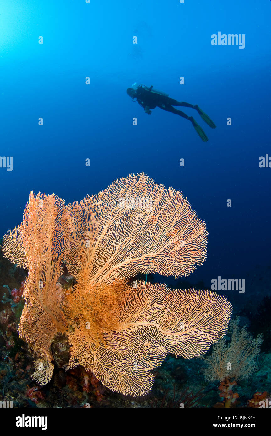 Scuba diver over sea fan on Coral Reef, Komodo National Park, Indonesia Stock Photo