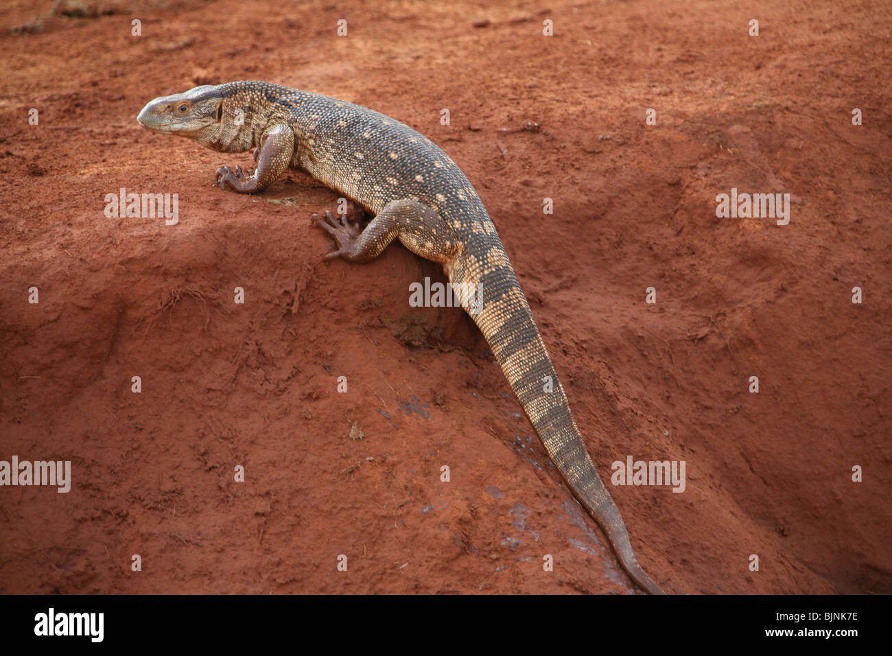 Monitor lizard  Tsavo National Park Stock Photo