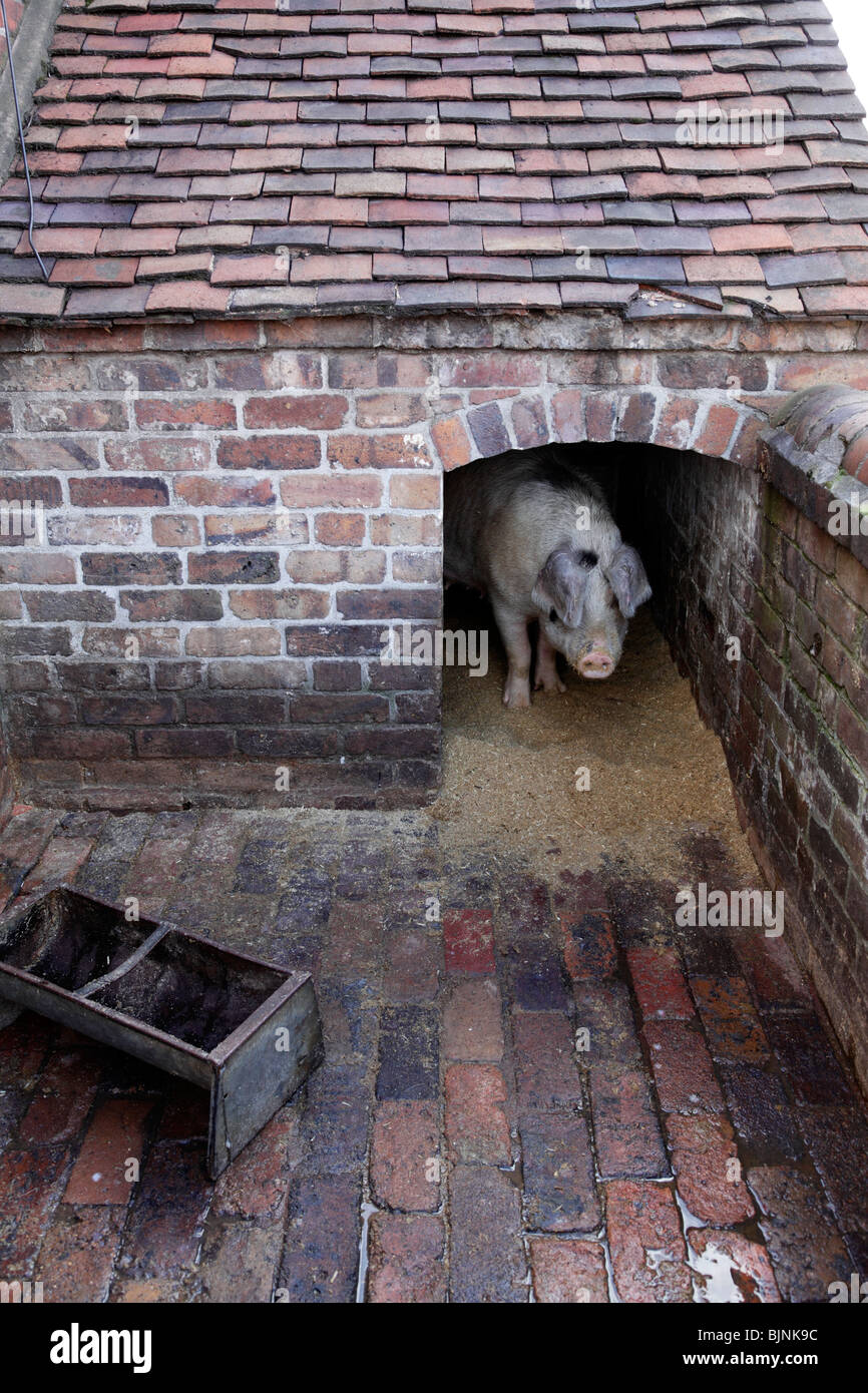 Victorian farm pig hires stock photography and images Alamy