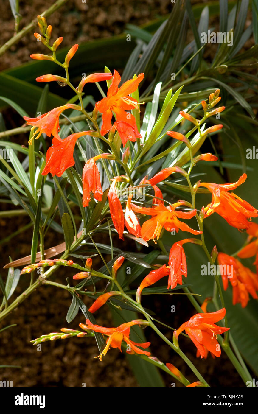 A close-up view of Montbretia (Crocosmia x crocosmiiflora) flowers Stock Photo