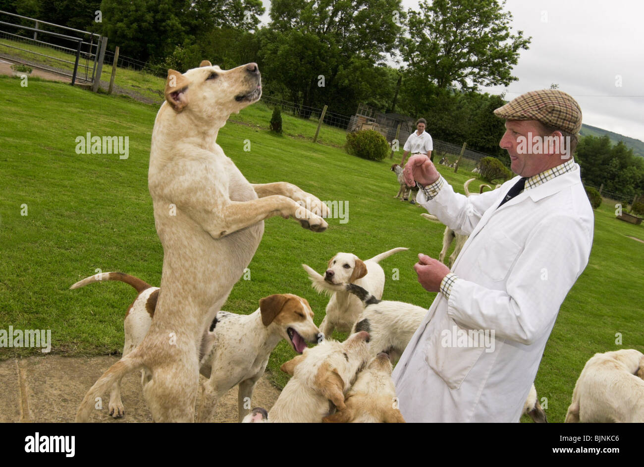 Kennels Hi Res Stock Photography And Images Page 2 Alamy