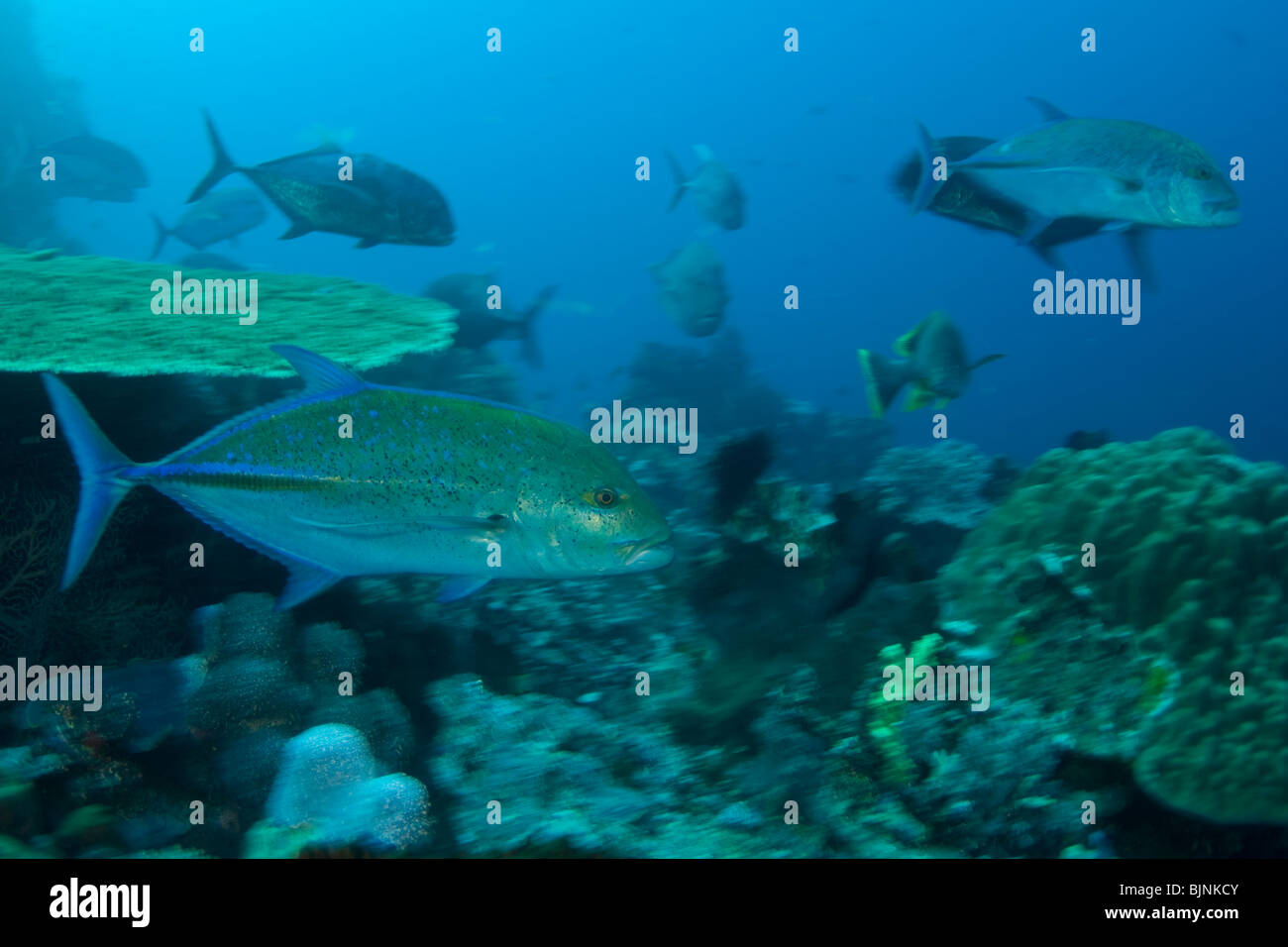 Bluefin trevally, Caranx melampygus, Komodo Island, Komodo National Park, East Nusa Tenggara, Indonesia Stock Photo