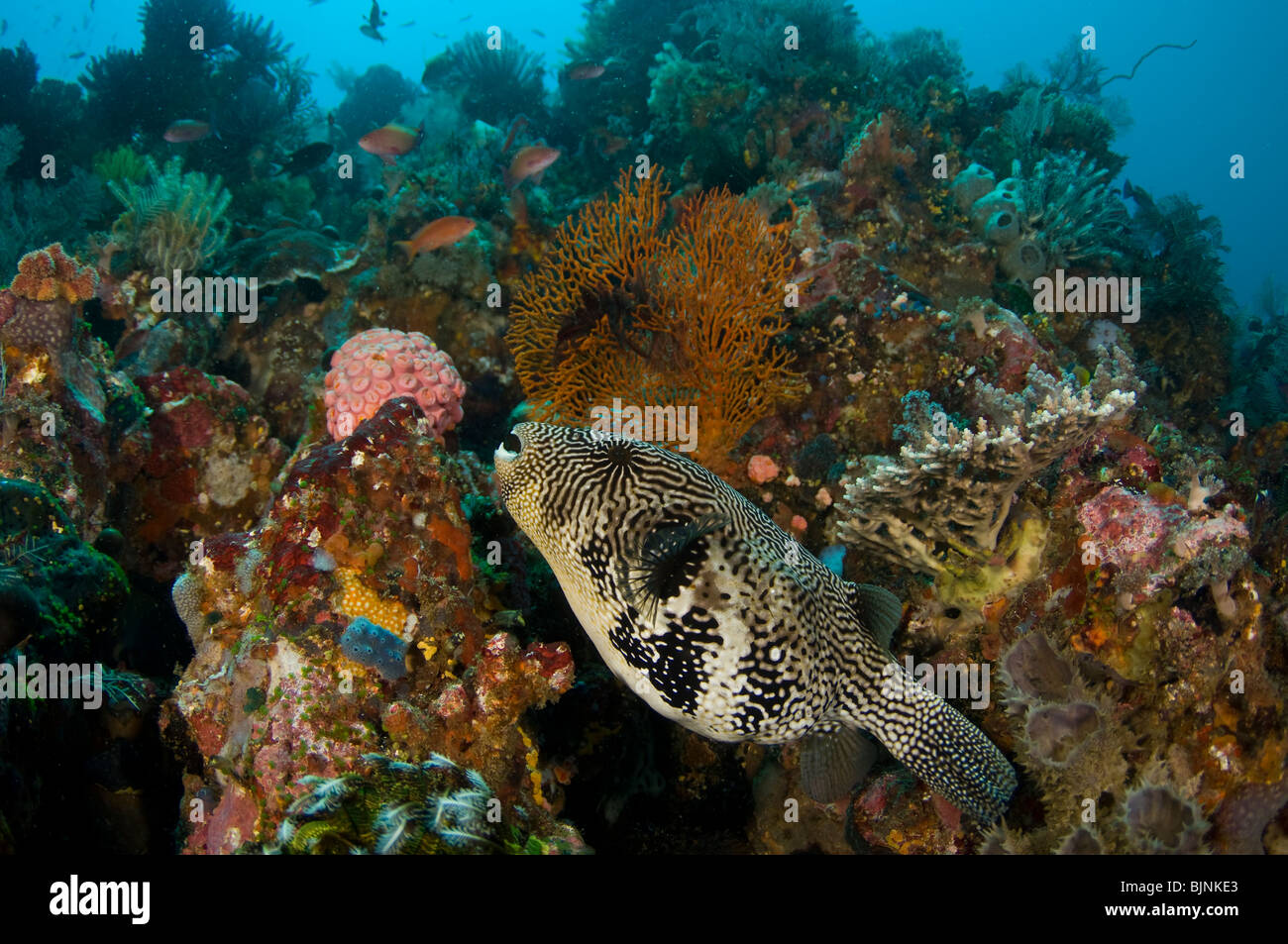 Blue-spotted puffer on Coral Reef, Komodo National Park, Indonesia Stock Photo