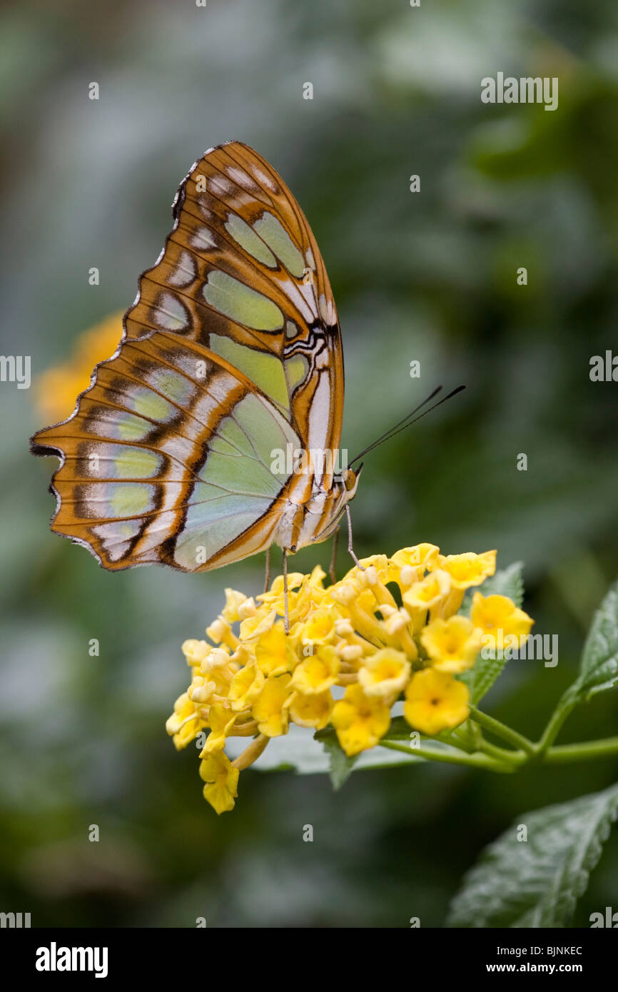 Malachite butterfly  (Siproeta stelenes) on lantana Stock Photo