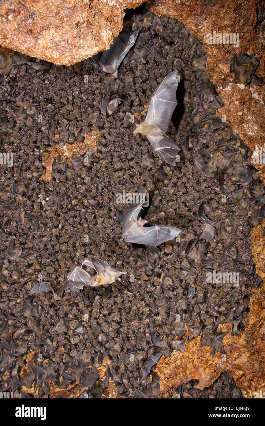 A colony of the Egyptian fruit bats (Rousettus aegyptiacus) in cave, coastal Kenya. Stock Photo