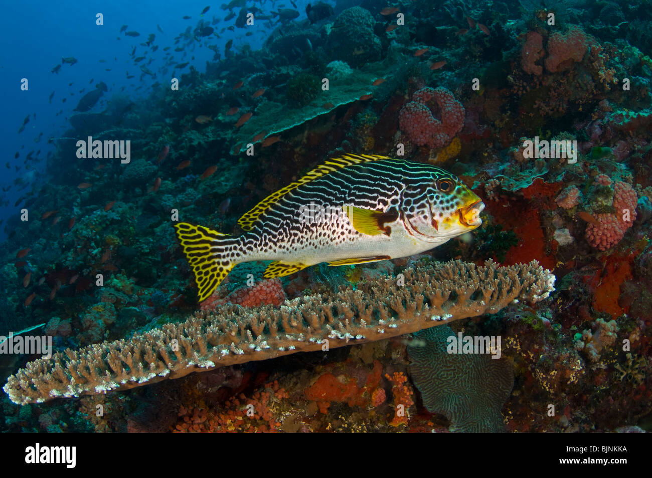 Diagonal-banded sweetlips, Plectorhinchus lineatus, on coral reef Current City, Komodo National Park, Indonesia Stock Photo