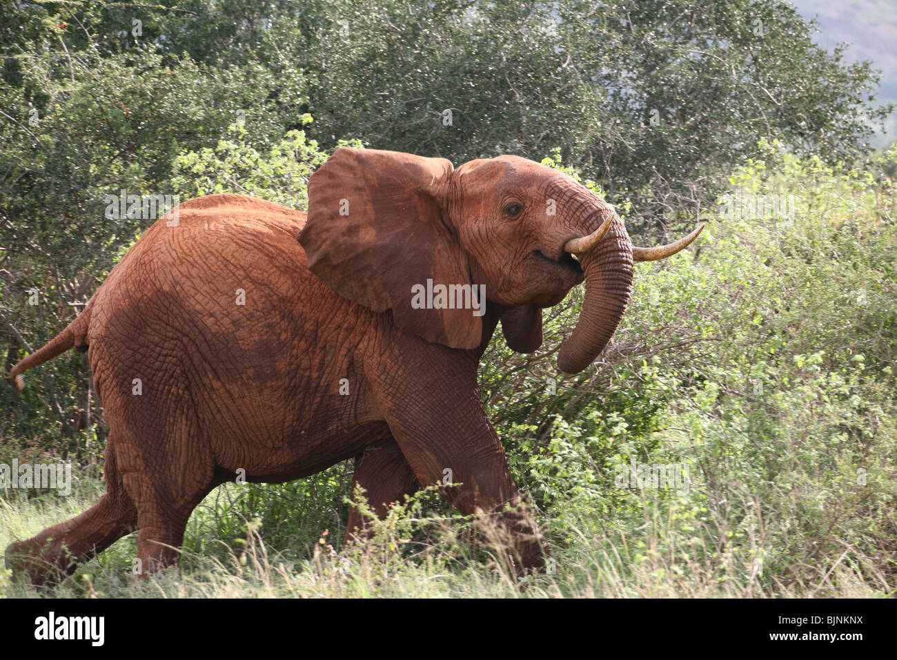 Elephant charging Tsavo National Park Stock Photo