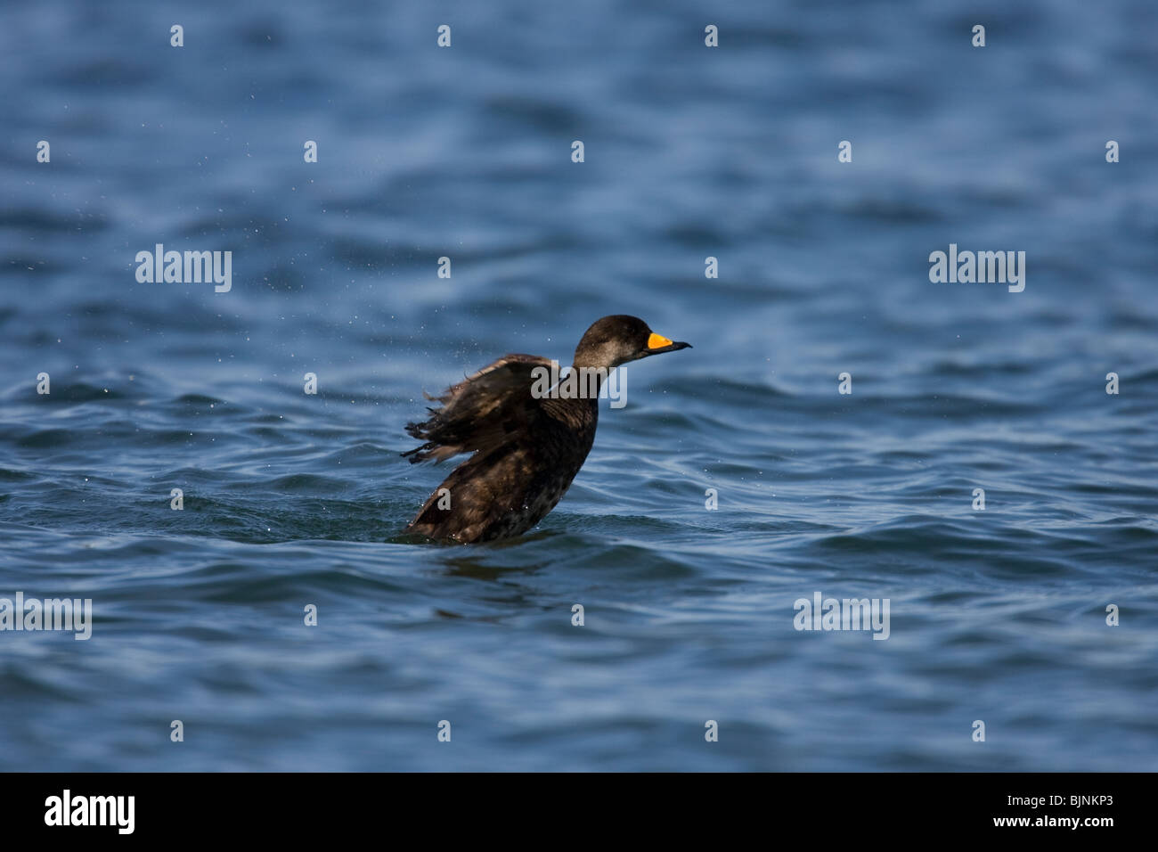 Black Scoter (Melanitta nigra americana), American subspecies, male rearing out of water to flap wings. Stock Photo