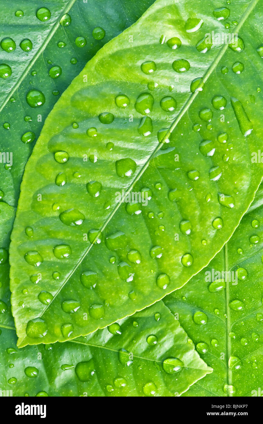green leaf background with raindrops Stock Photo - Alamy