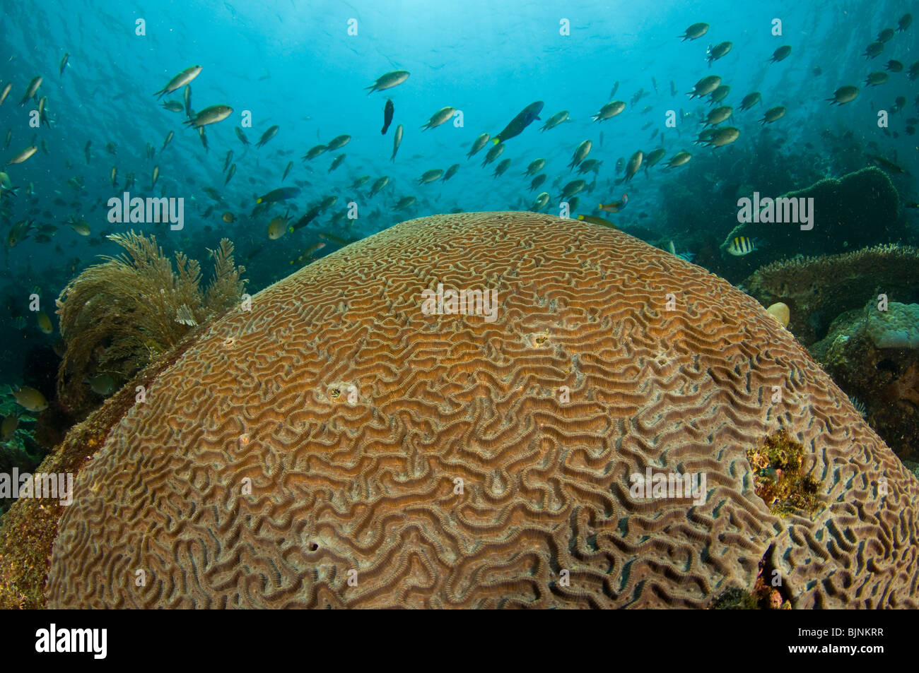 brain coral, Leptoria phrygia, on coral reef, Komodo National Park, Indonesia Stock Photo