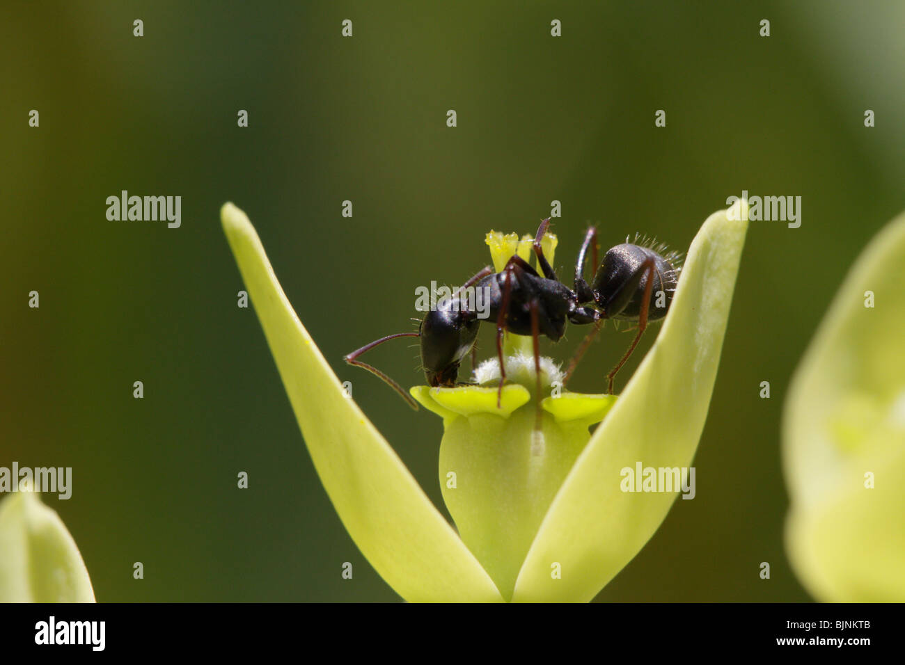 Ant on euphorbia inflorescence. Taken on La Gomera, Canary Islands Stock Photo