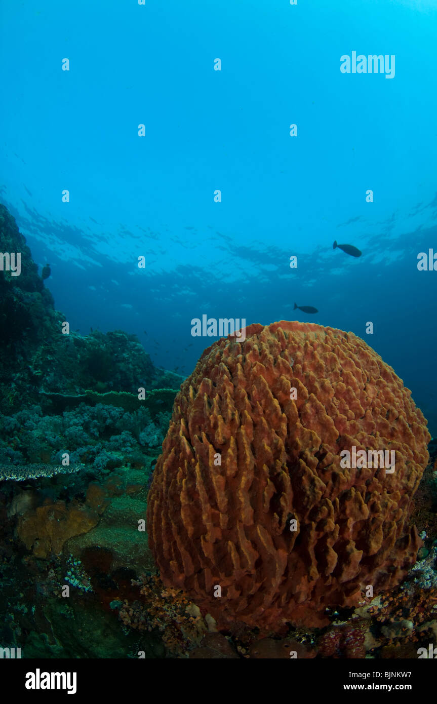 Giant barrel sponge, Xestospongia testudinaria, Komodo Island, Komodo National Park, East Nusa Tenggara, Indonesia Stock Photo