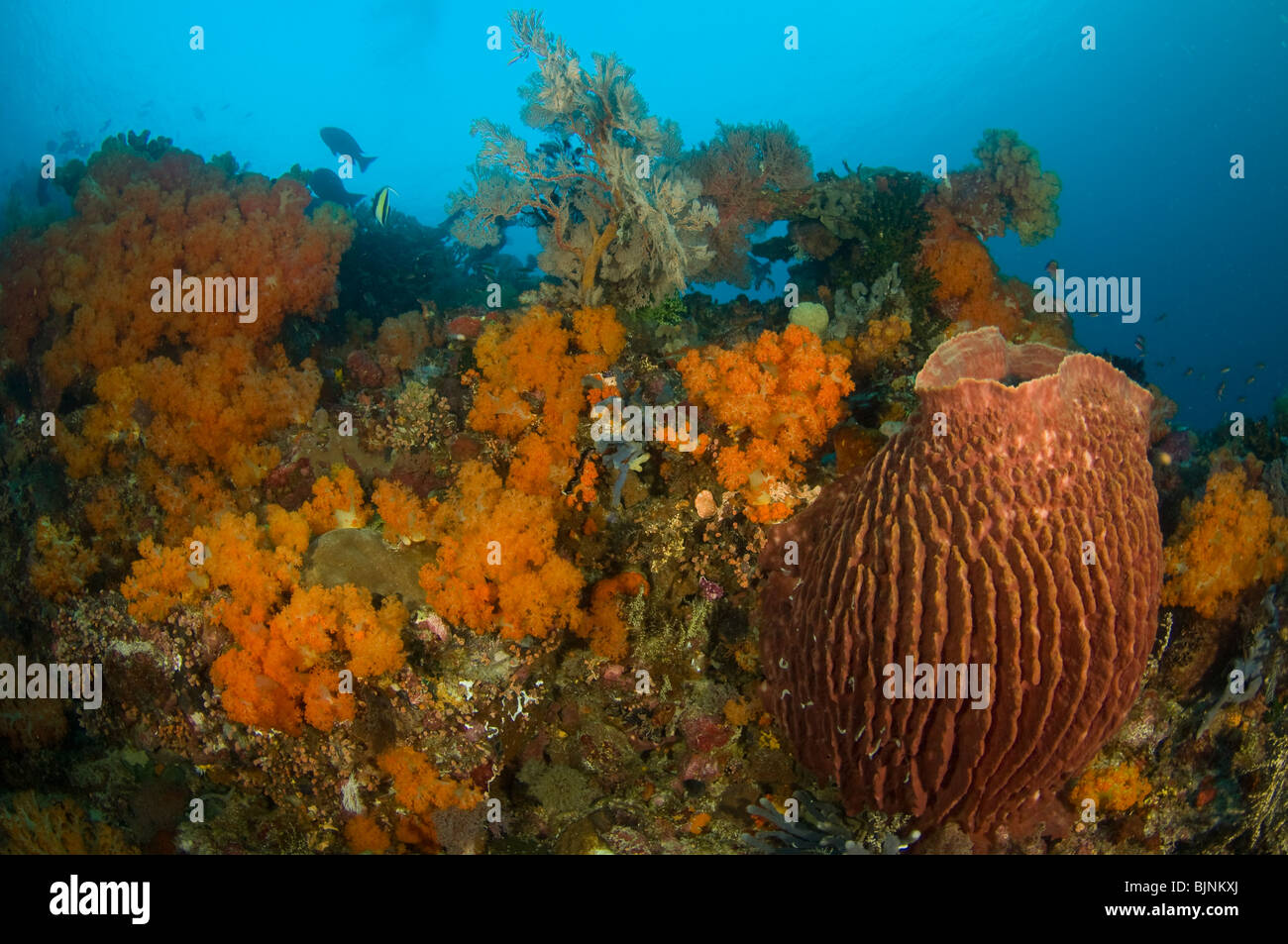 Giant Barrel Sponge on tropical coral reef, Passage at Gili Lawb Laut, Komodo National Park, Indonesia Stock Photo